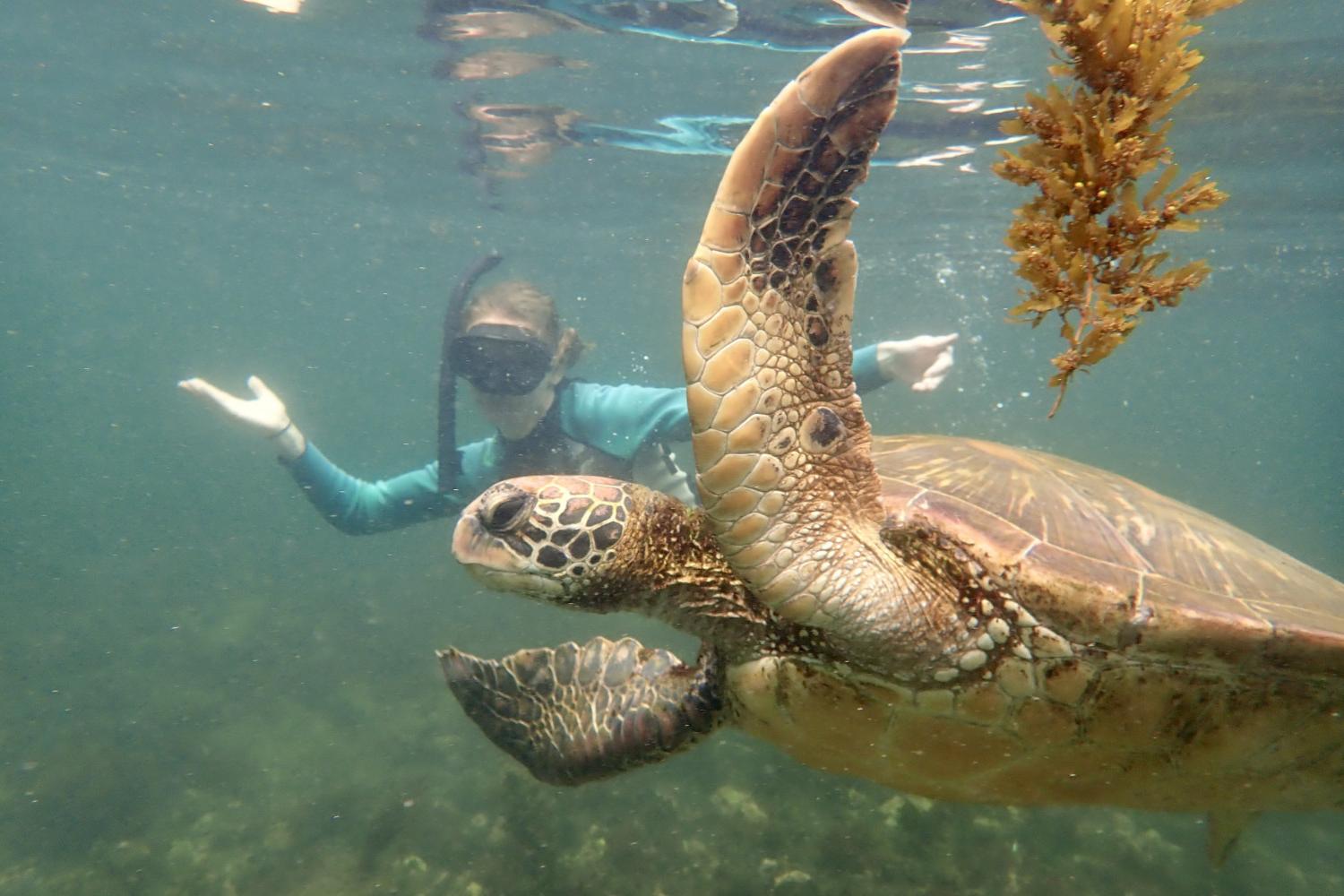 一名<a href='http://gr.goudounet.com'>全球十大赌钱排行app</a>学生在Galápagos群岛游学途中与一只巨龟游泳.